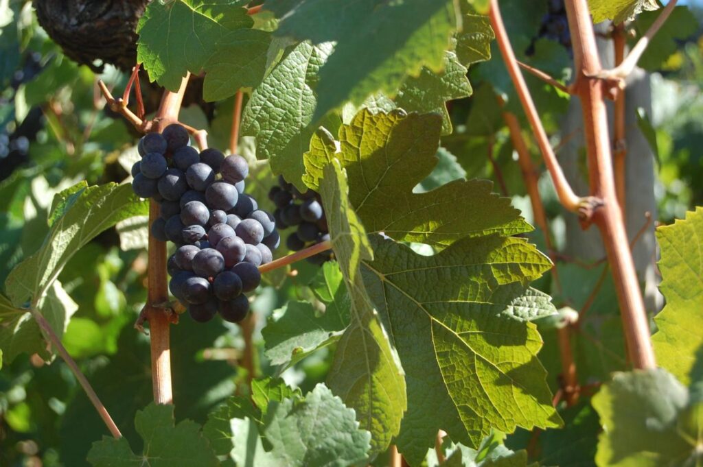 Wine Guy: Pink wines continue to grow in popularity