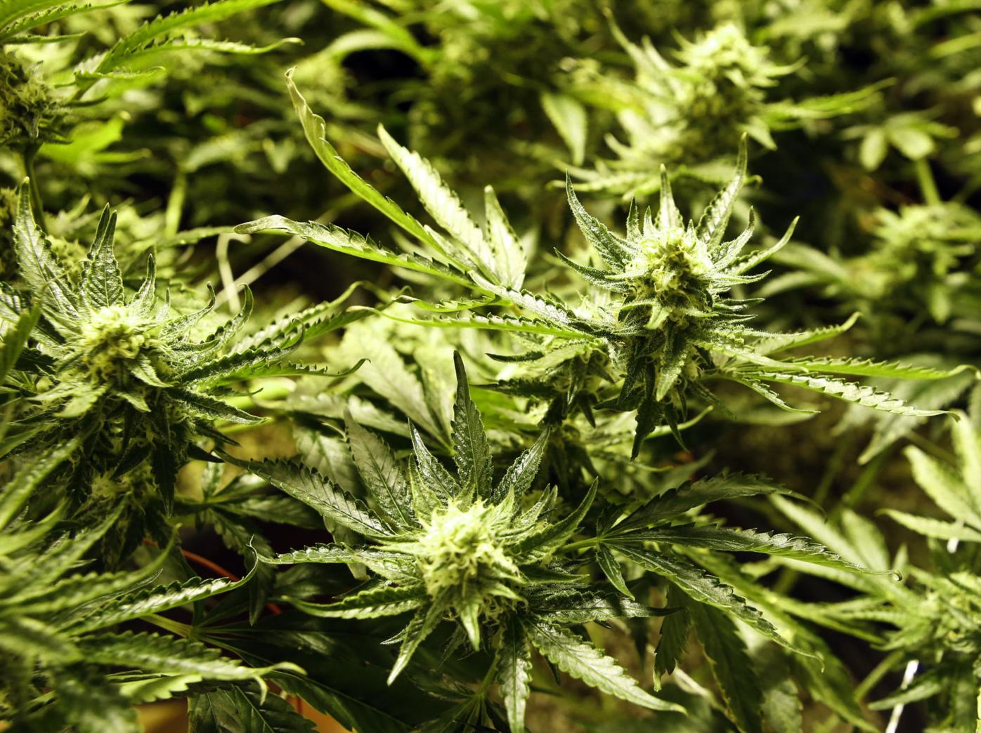 Marijuana tax-funded pilot program targets teen substance abuse, crime in El Paso, Teller counties