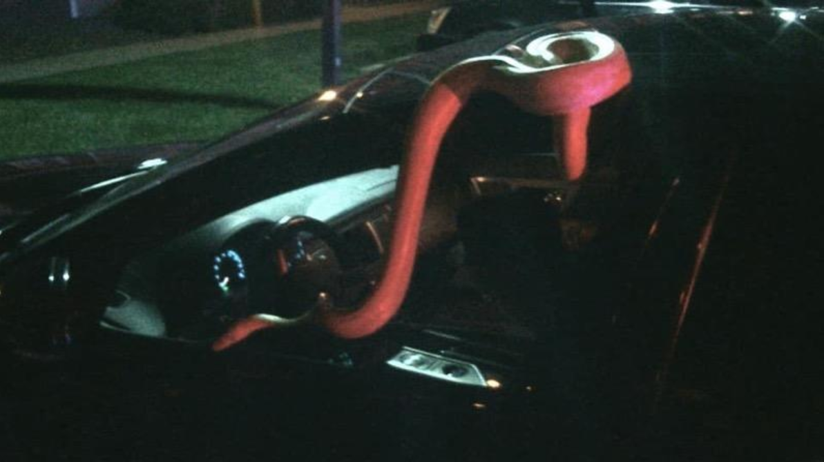 15-foot snake slithers out of parked car in Colorado
