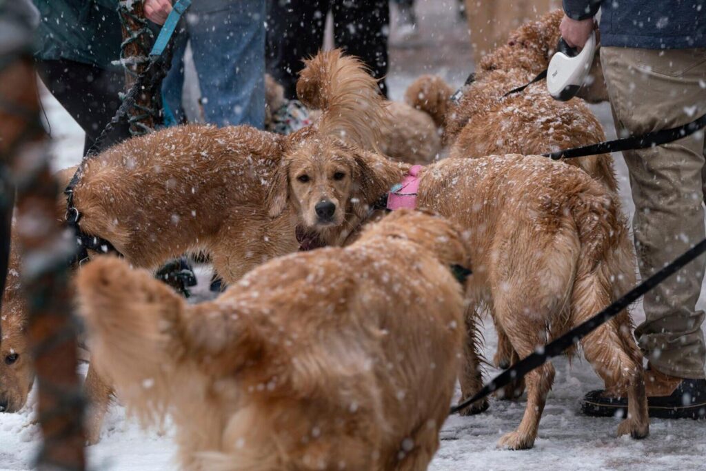 Dogs are not people. They’re better than that. | Vince Bzdek