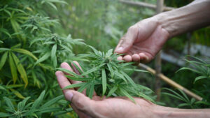 Hands holding a marijuana plant