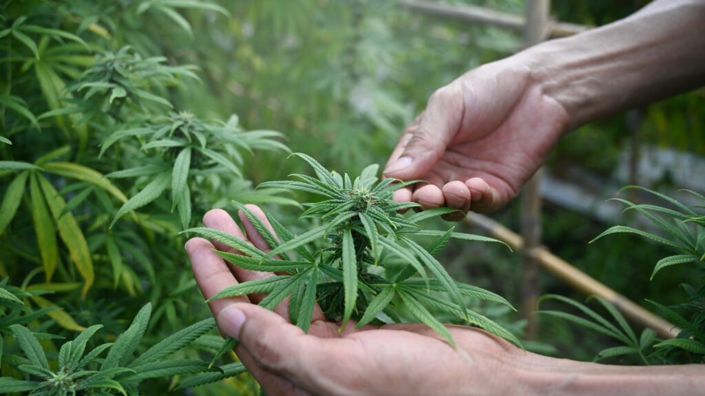 Hands holding a marijuana plant