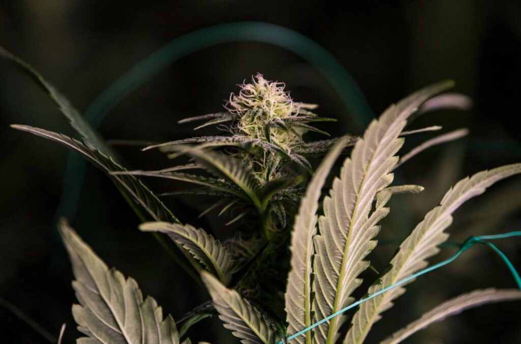 Colorado Springs City Council vote extends split with mayor on how to spend marijuana tax revenue