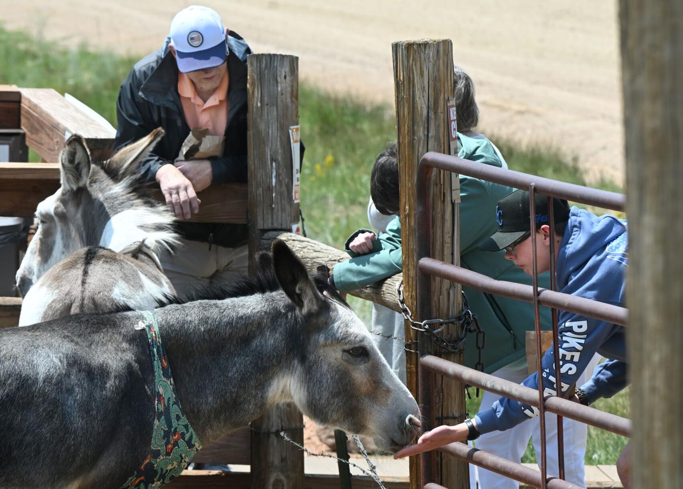 081025-life-donkeys 07A.JPG
