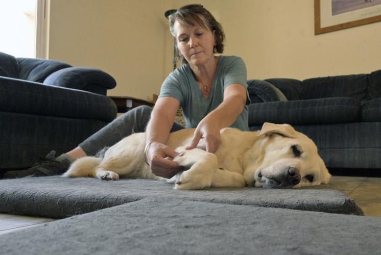 A bit more than belly rubs: Dog massage therapy brings healing, comfort to local pups