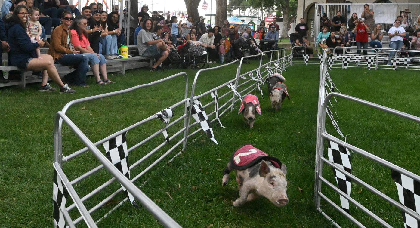 Swifty Swine pig races return to Colorado State Fair