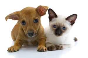 Pet notes