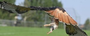 090925-news-hawk 01.jpg (copy)