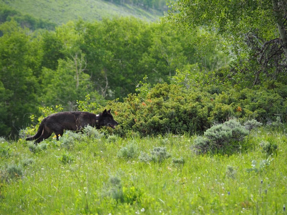 Town hall to tackle wolf reintroduction, rural economy