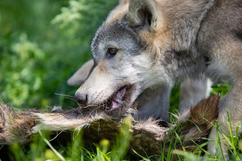 EDITORIAL: Colorado’s costly call of the wild