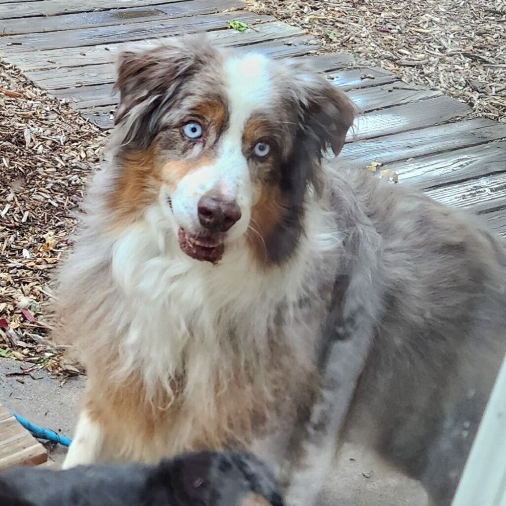 Pet of the Week for Sept. 24